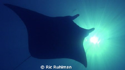 Giant Manta Ray cruises overead and eclipses the sun
Ger... by Ric Ruhlman 